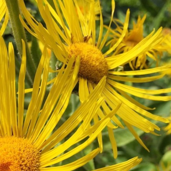 elecampane